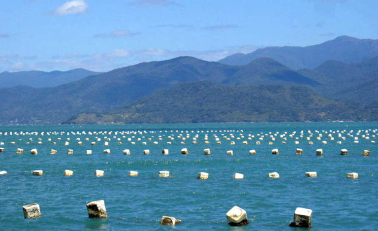 Article image for Oyster output affected by environmental features of farm site