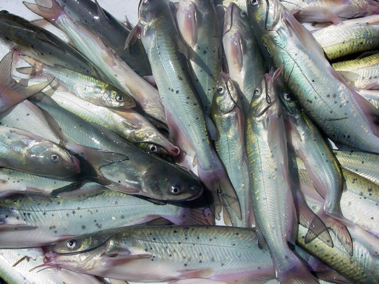 Article image for Essential oils increase weight gain in channel catfish