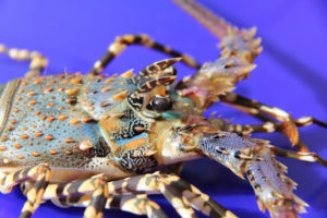 Hatchery production of spiny lobsters
