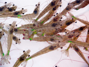 History of shrimp farming