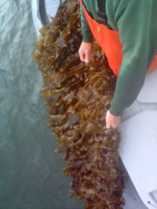 Seaweed farming offers avenue toward greater food security
