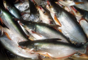 How is pangasius perceived in Norway?