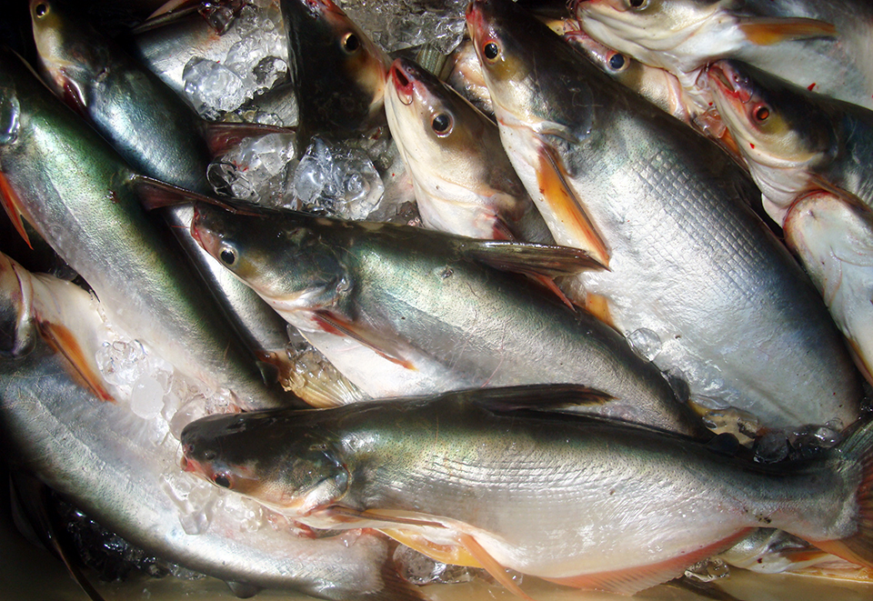Article image for How is pangasius perceived in Norway?