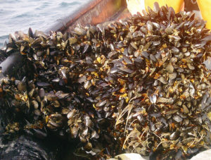An overview of mussel culture in Chile