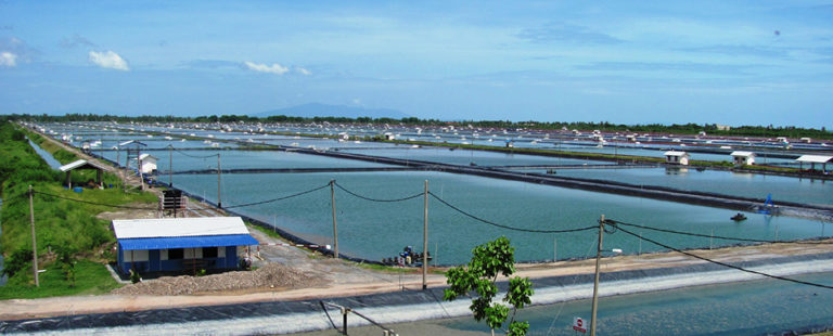 Article image for Strategies for managing large integrated shrimp farms