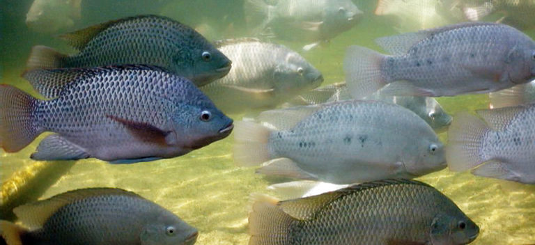 Article image for Dissolved oxygen requirements in aquatic animal respiration
