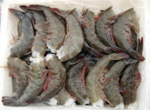 Tail weight, yield traits considered for shrimp-breeding program