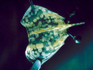 WSSV and TSV: Diseases as drivers in the shrimp-farming industry