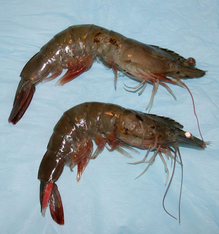 Article image for High nitrate levels toxic to shrimp