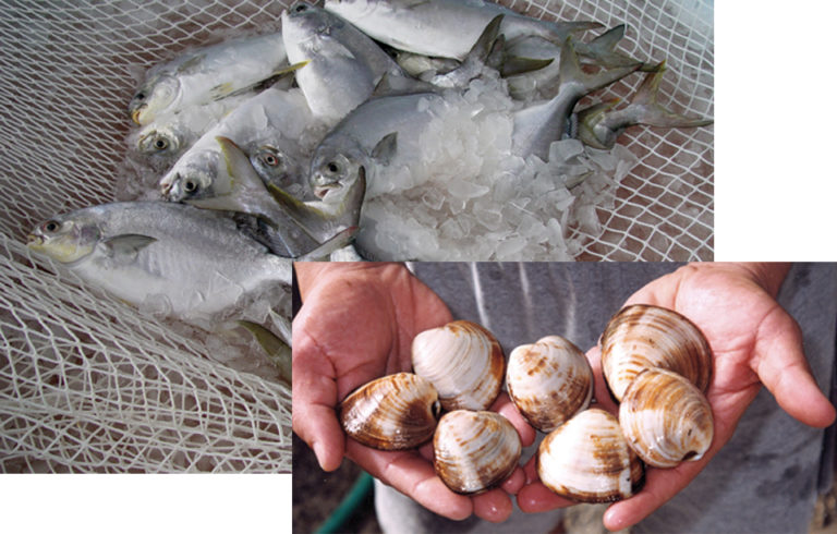 Article image for New policies, initiatives could advance U.S. aquaculture