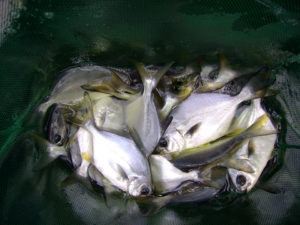 Taurine: Critical supplement for marine fish feed