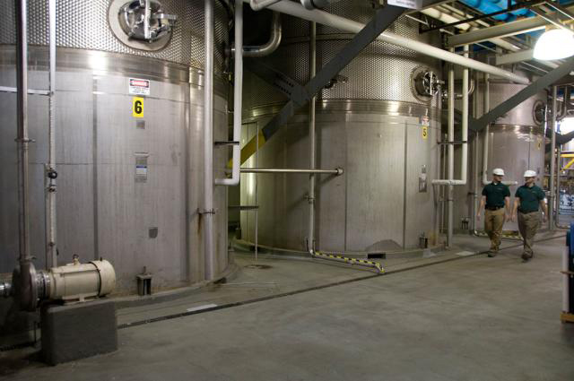 Article image for Microalgae provide food, feed, fuel