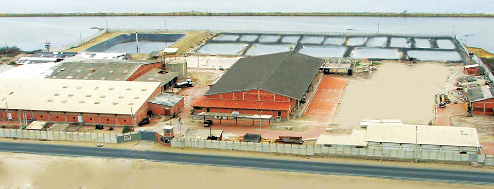 Article image for Shrimp genetic improvement in Ecuador