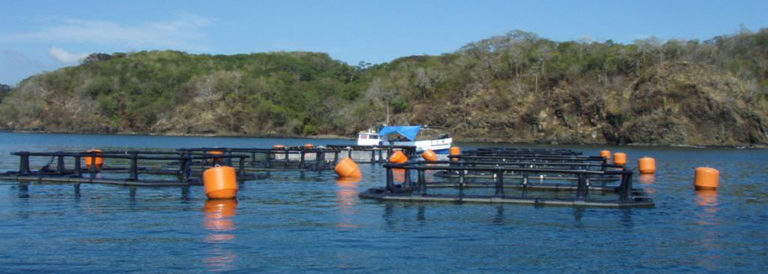 Article image for Integrated spotted red snapper aquaculture in Central America