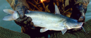 Hybrid catfish offer performance advantages for U.S. farmers