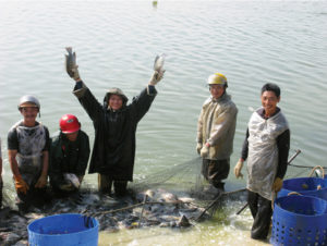 Tilapia aquaculture in China