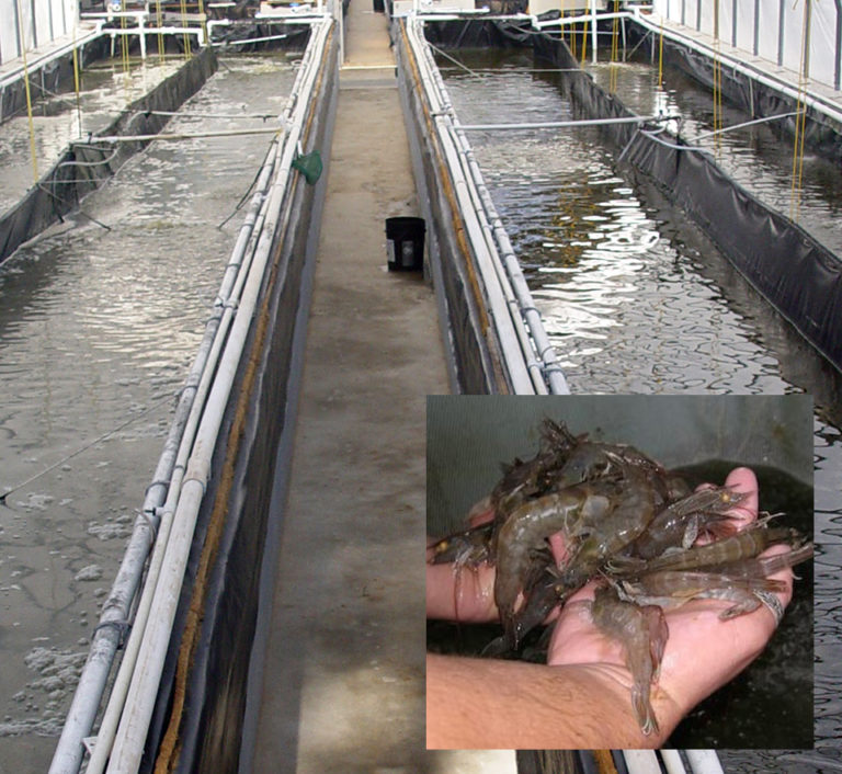 Article image for Study: Lower biofloc concentration may improve shrimp production