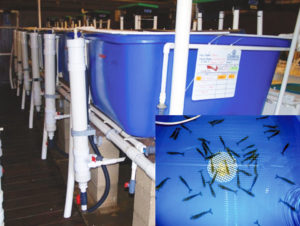 Digestibility of fishery byproducts tested