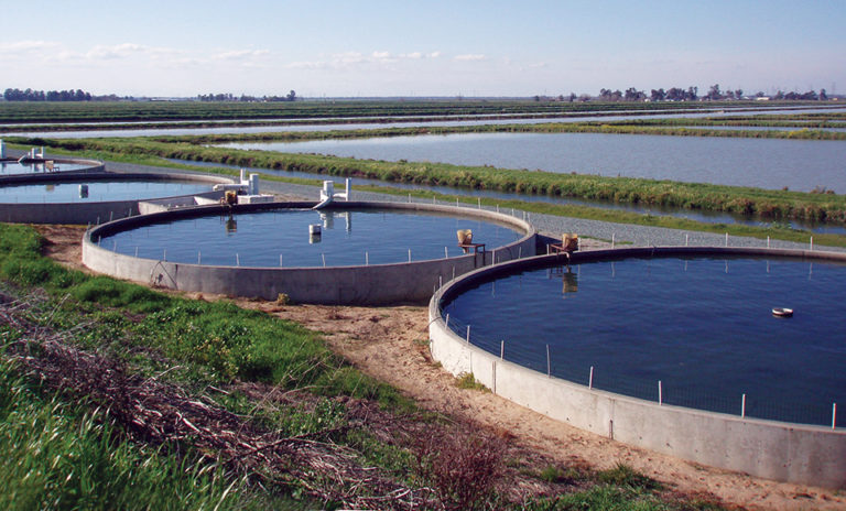 Article image for The Fishery: One farm, one fish at a time
