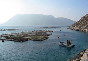 Contributions of marine aquaculture to sustainable development of island regions