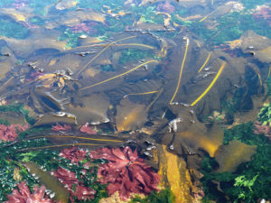 Seaweed aquaculture provides diversified products, key ecosystem functions, part 1