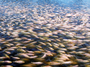 Optimized feed management for intensively reared tilapia