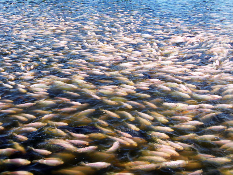 Article image for Optimized feed management for intensively reared tilapia
