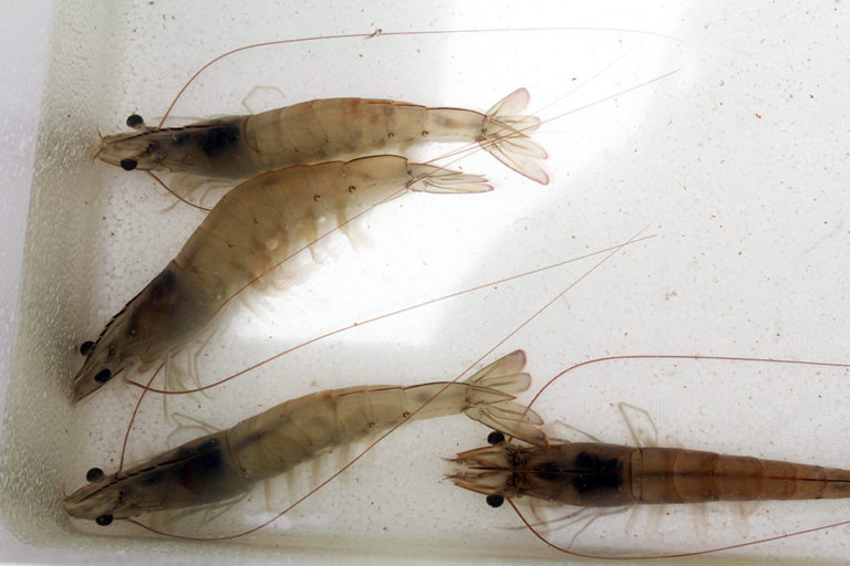 Article image for Aquaculture disease diagnosis is detective work