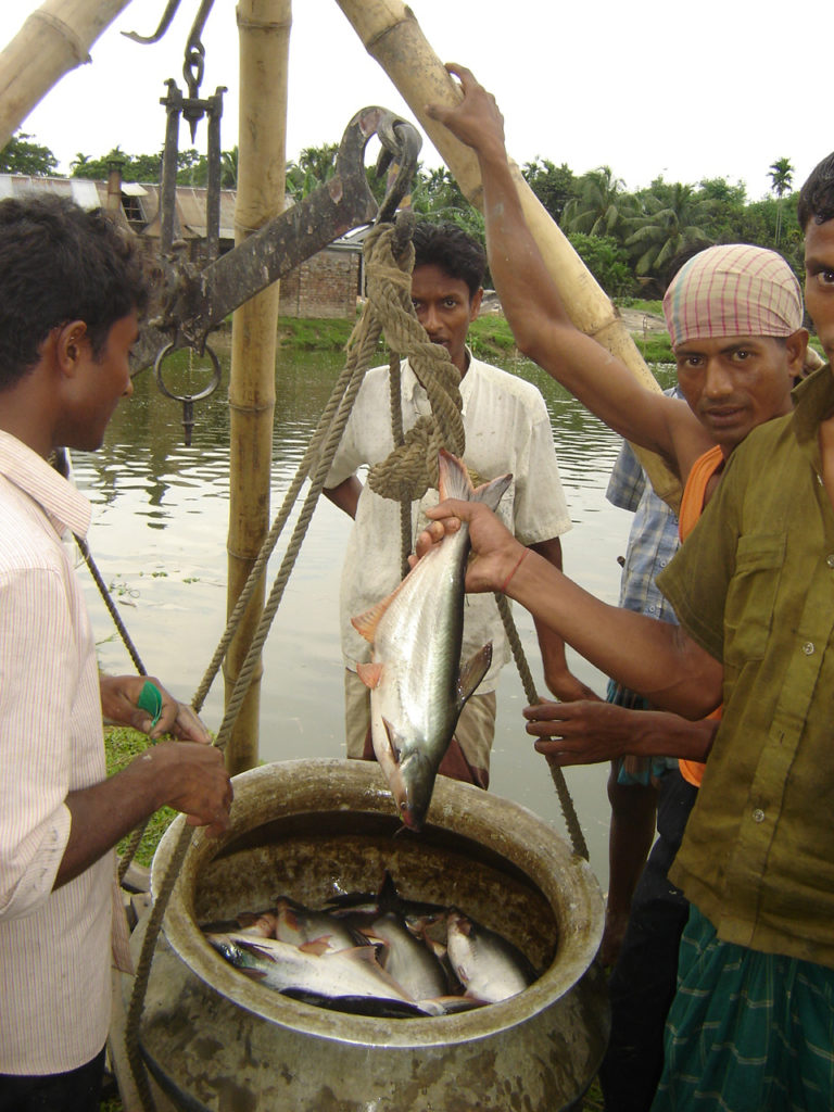Article image for Non-native fish species present farming opportunities, challenges in Bangladesh