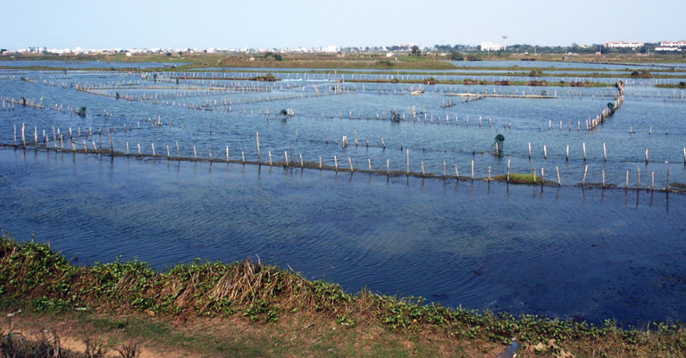 Article image for Learning from tradition: Integrated aquaculture