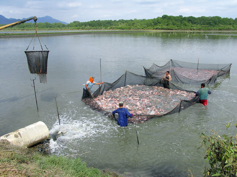 Article image for Economics of farm certification: Balance benefits, costs