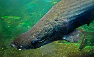 Arapaima a candidate for intensive freshwater culture