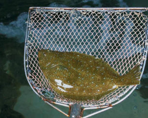Dietary organic acids improve gut health, disease resistance in olive flounder