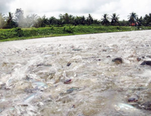 Dietary potassium diformate improves pangasius growth performance, yield
