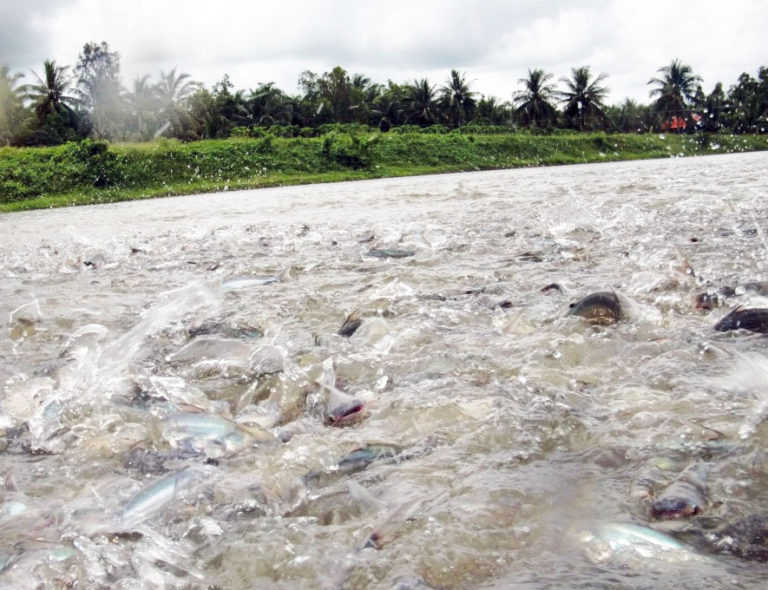 Article image for Dietary potassium diformate improves pangasius growth performance, yield