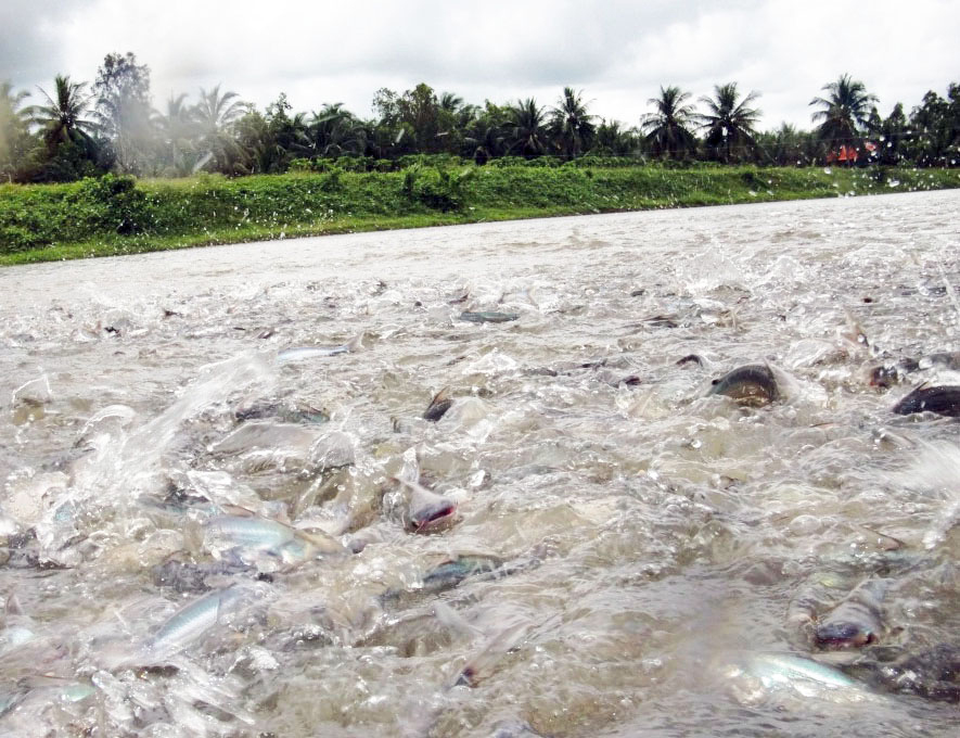Article image for Dietary potassium diformate improves pangasius growth performance, yield