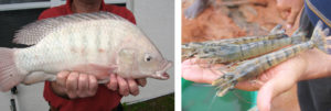 Broodstock nutrition management enhances reproduction, profits