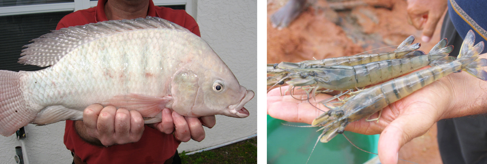 Article image for Broodstock nutrition management enhances reproduction, profits