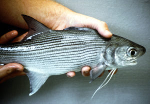 Salmon testes meal potential ingredient for Pacific threadfin diets