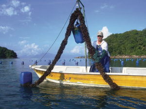 Updated technologies improve efficiency, reduce costs for mussel seed in Brazil