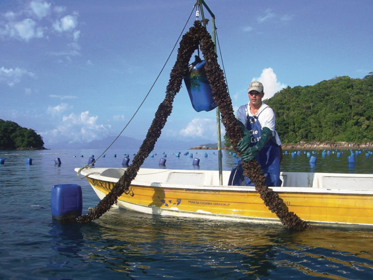 Article image for Updated technologies improve efficiency, reduce costs for mussel seed in Brazil