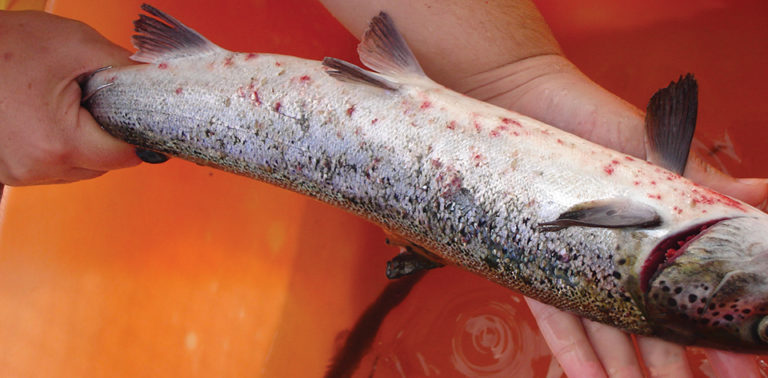 Article image for Sea lice control: Perspectives from Chile