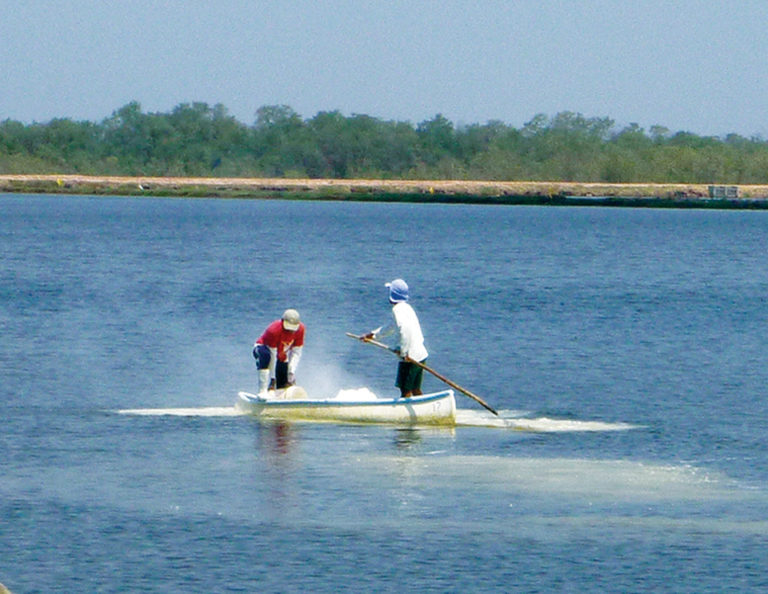 Article image for Quick, hydrated limes impractical for controlling vibriosis in shrimp ponds