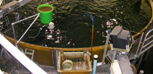 Off-flavors in salmonids raised in RAS