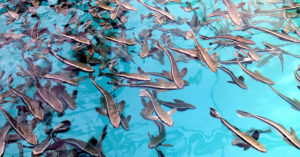 Fishmeal replacement in cobia diets reduces costs, improves sustainability