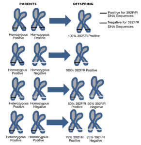 Genomic IHHN-related DNA sequences in black tiger shrimp
