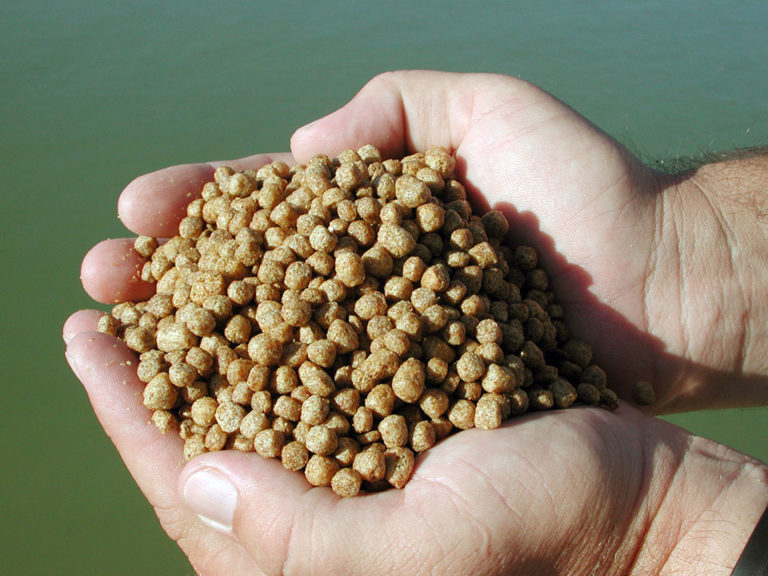 Article image for Oligosaccharide levels in soy meals don’t affect channel catfish performance