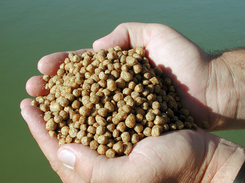 Article image for Oligosaccharide levels in soy meals don’t affect channel catfish performance