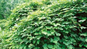 Kudzu component: Stress reliever for fish?