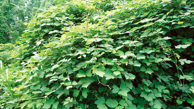 Article image for Kudzu component: Stress reliever for fish?
